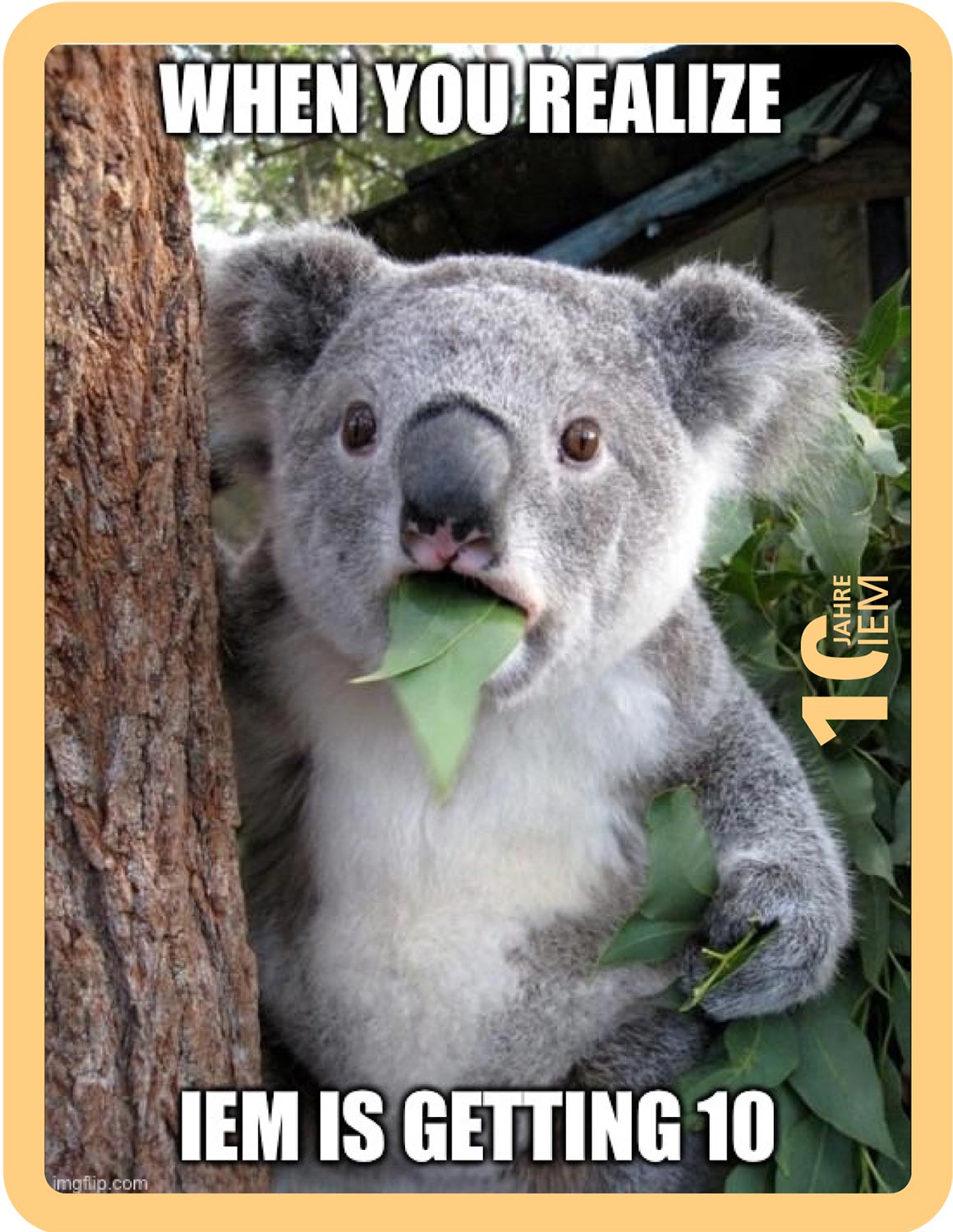Koala mit Blatt im Mund schaut staunend. Darüber der Schriftzug "When you realize IEM is getting 10".